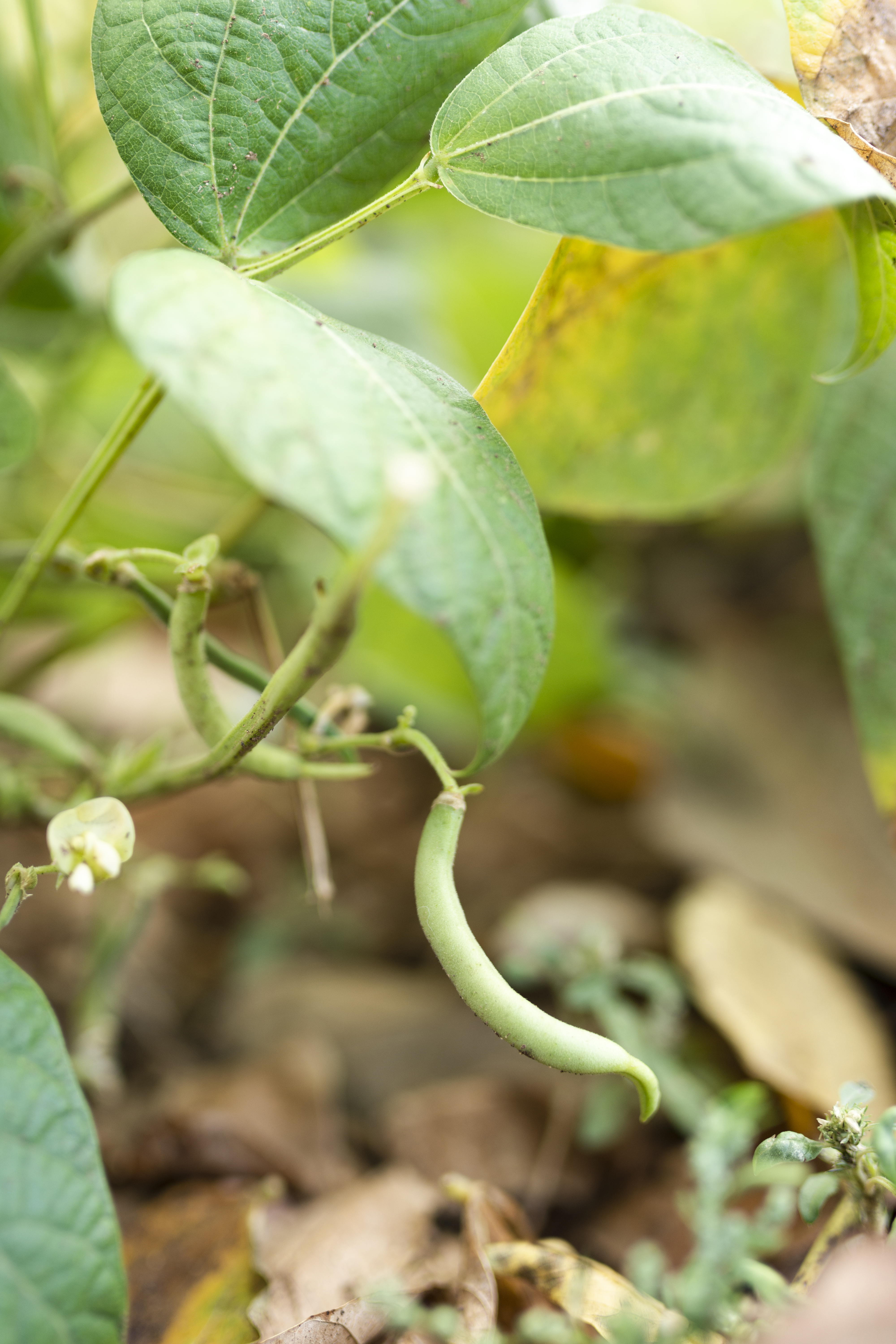Beans