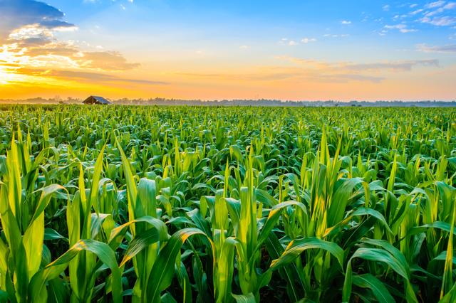 Maize (Corn)
