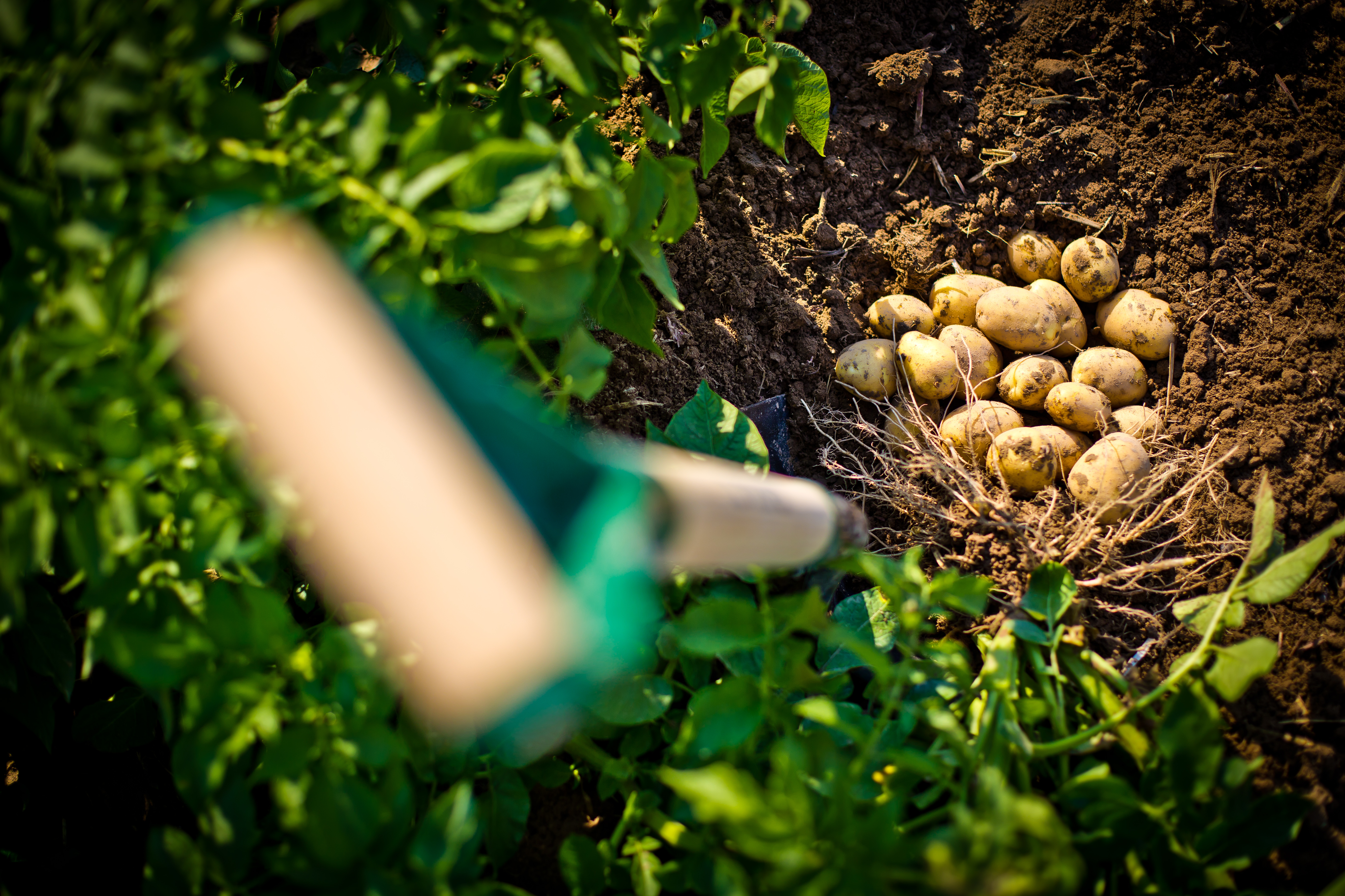 Potatoes