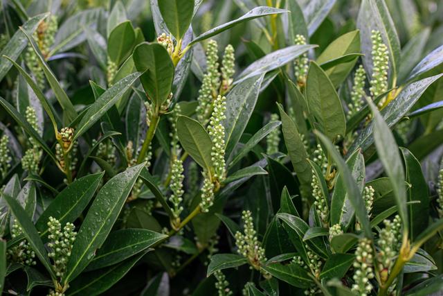 Sorghum