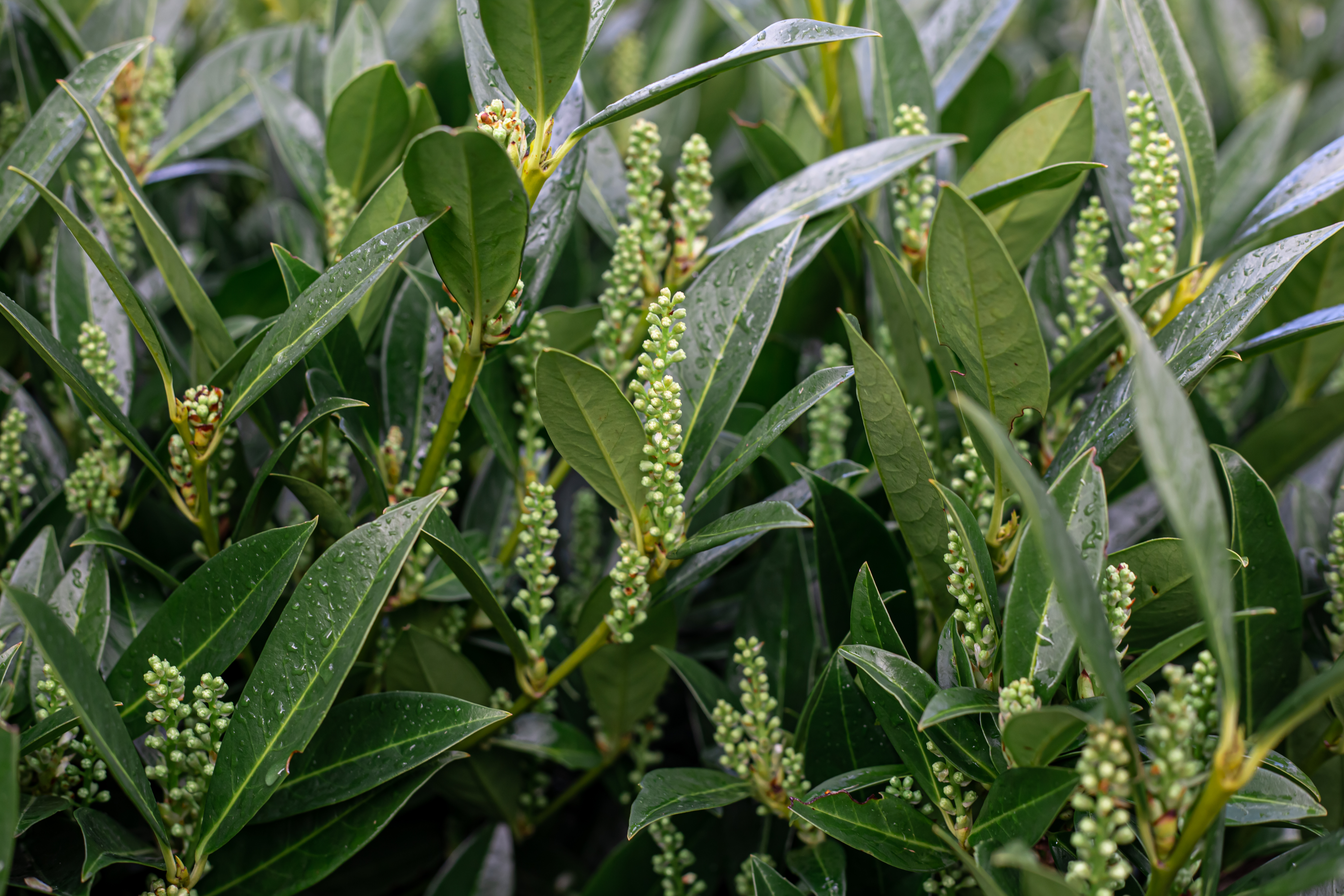 Sorghum